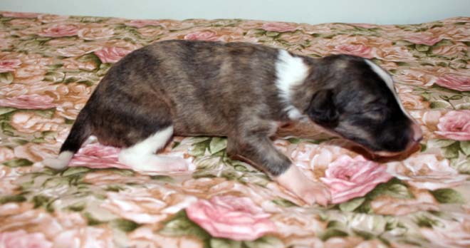 Puppy 5 - Irish Marked Girl Crawl